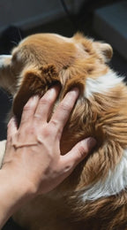 PURE Salmon Oil for Healthier Dogs and Cats